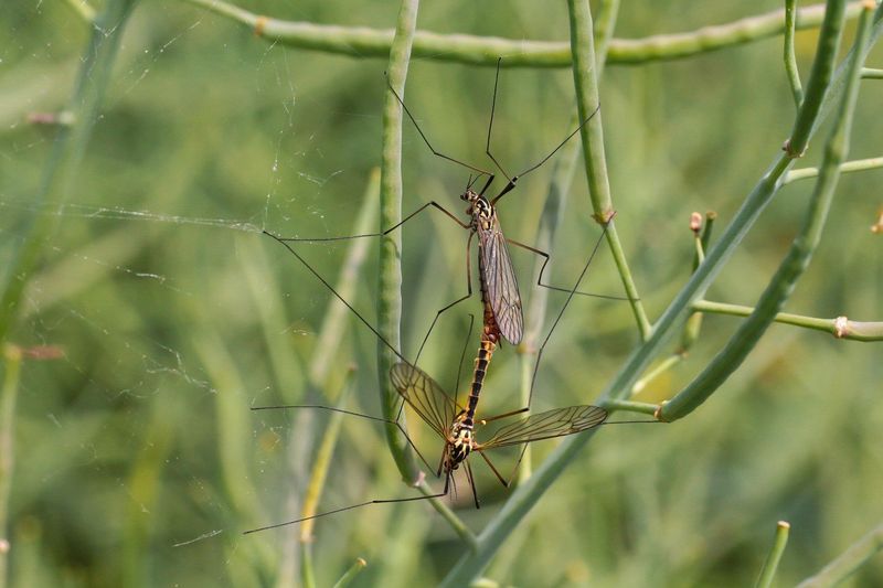 Mosquito Control