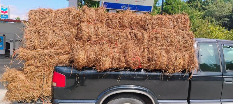 Pinestraw