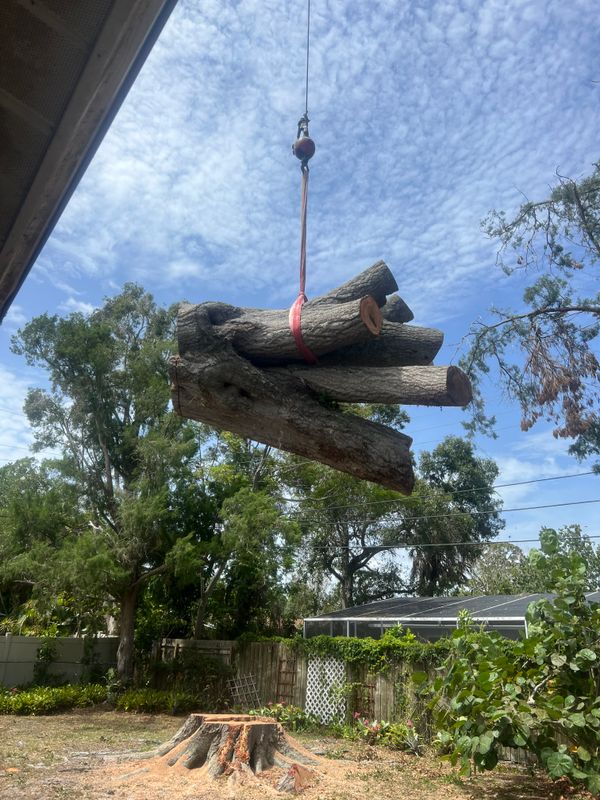 Tree Removal gallery