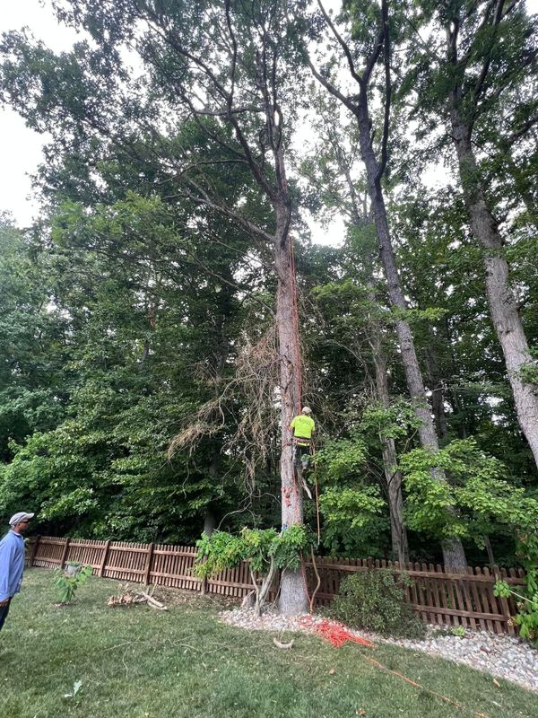 Tree Trimming and Removal