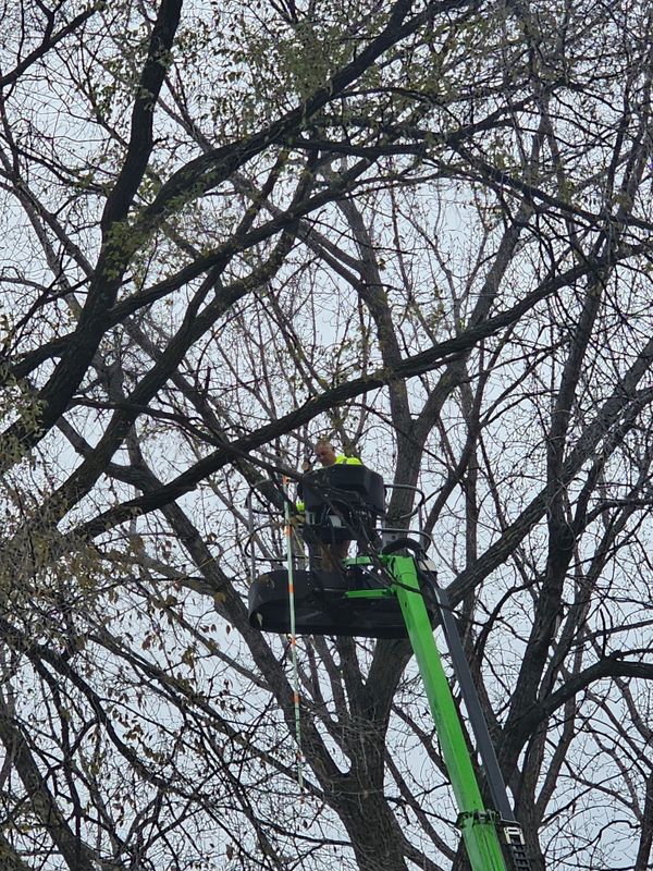 Tree Trimming
