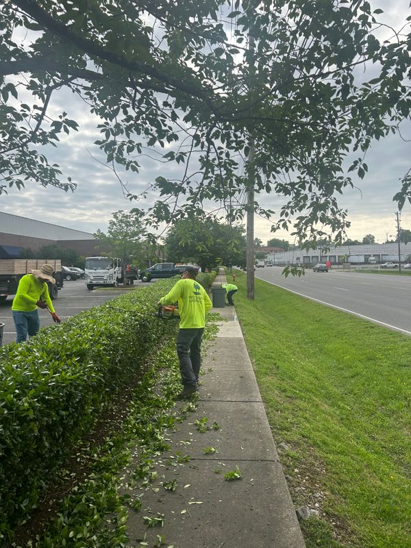 Shrub Trimming