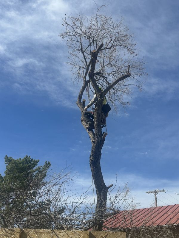 Tree Removal