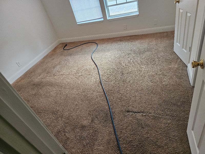 Carpet Cleaning