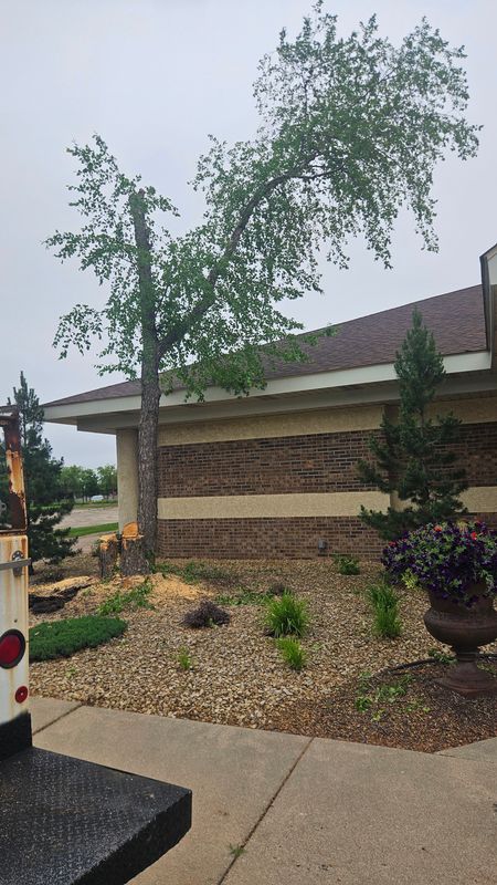 Tree service
