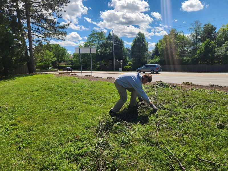 Tree Services