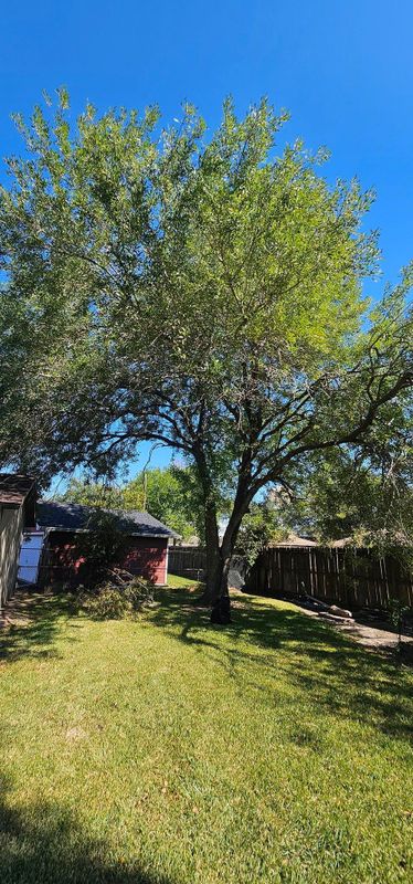 Tree Trimming