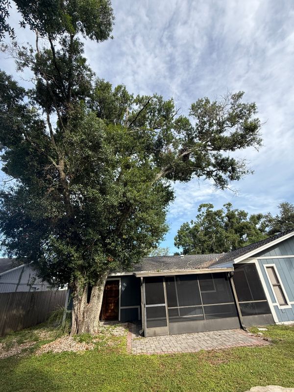 Tree Trimming