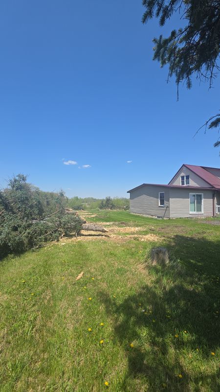 Tree Removal