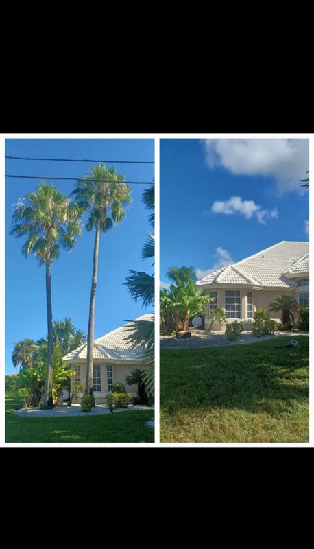 Tree Removal