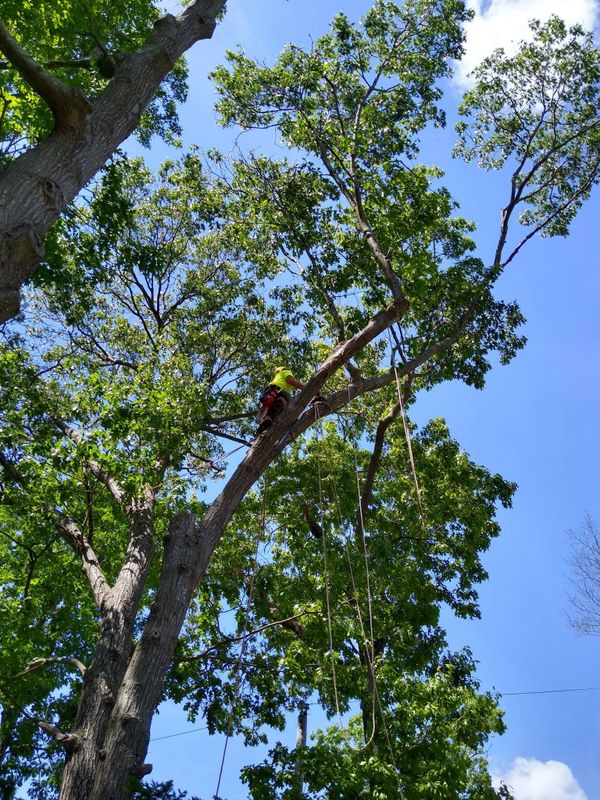 Tree Removal gallery