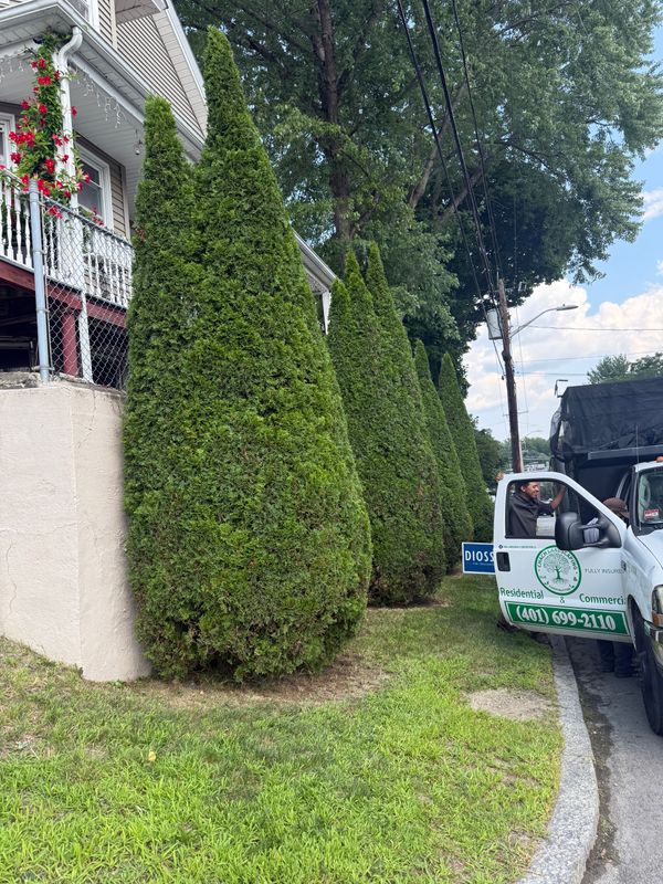 Shrub Trimming