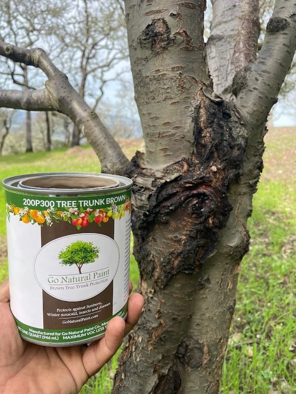 Tree Health and Maintenance