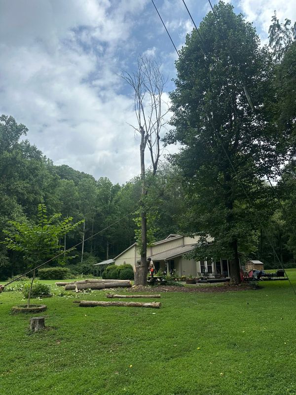 Tree Services