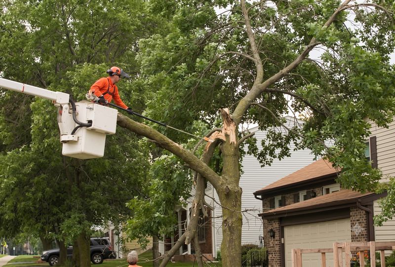 Emergency Tree Services