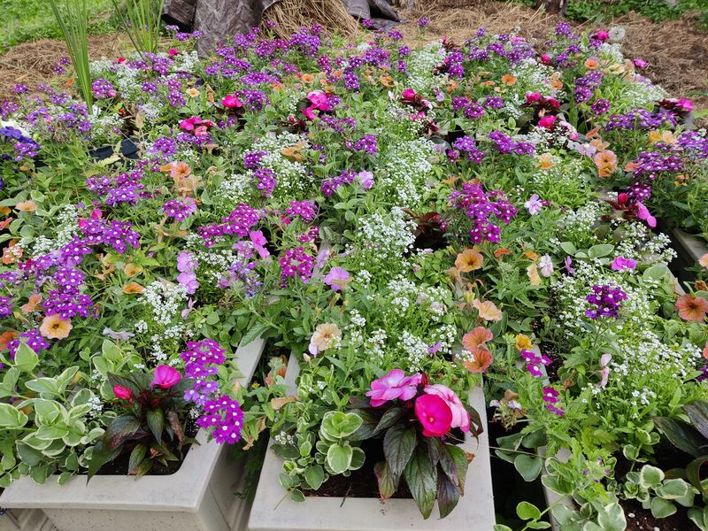 Commercial Landscaping
