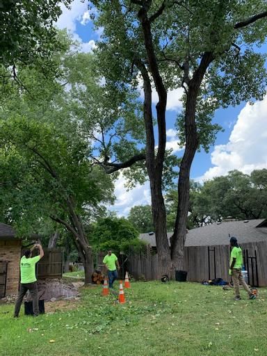 Tree Removal