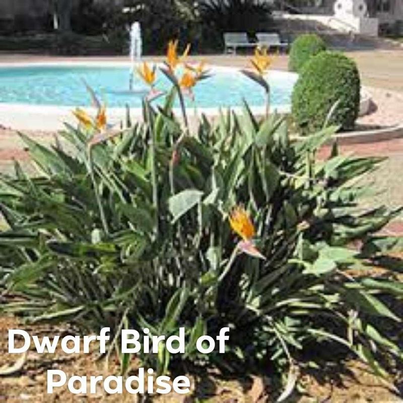 Plant and tree list