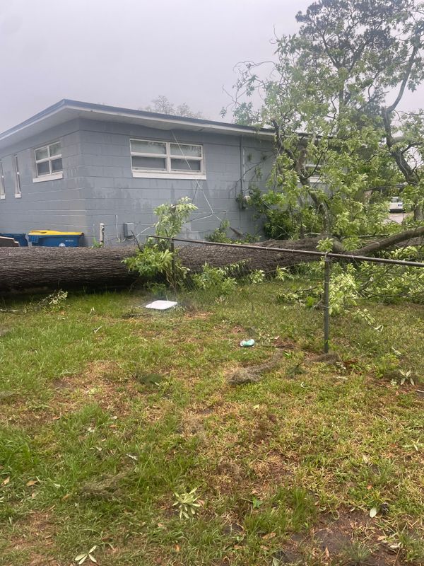 Tree Removal gallery