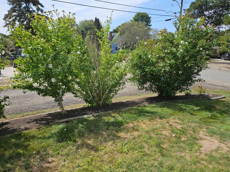 Shrub Trimming gallery