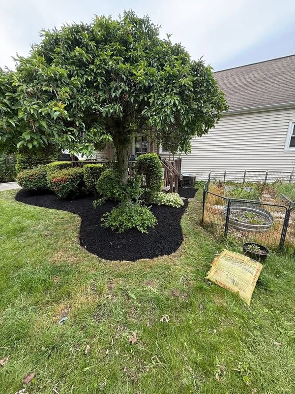 Tree & Shrub Care