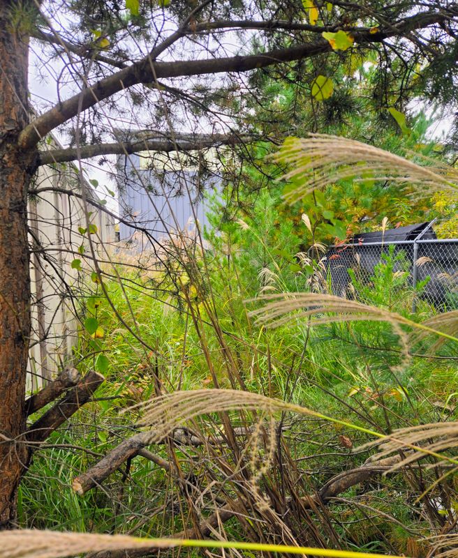 Clean ups and invasive plant management 
