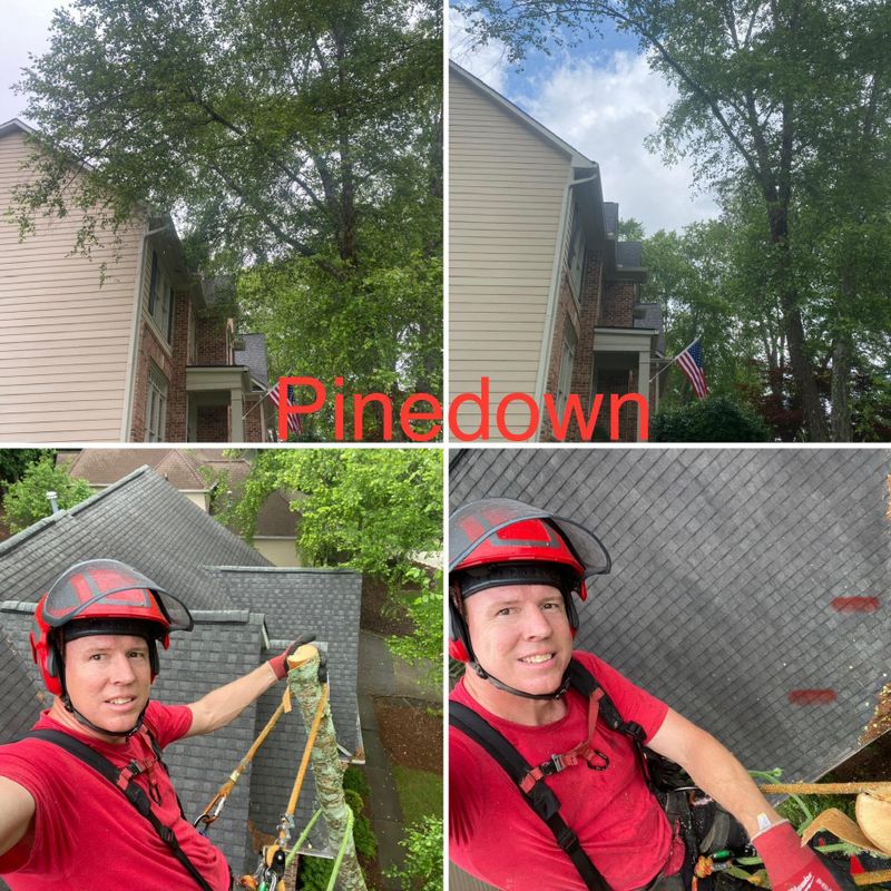 Tree Trimming