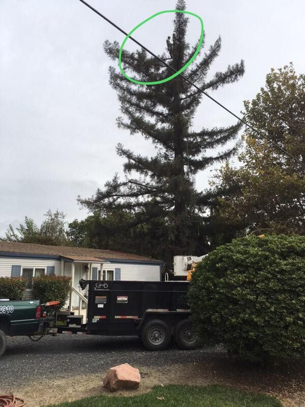 Tree Removal gallery