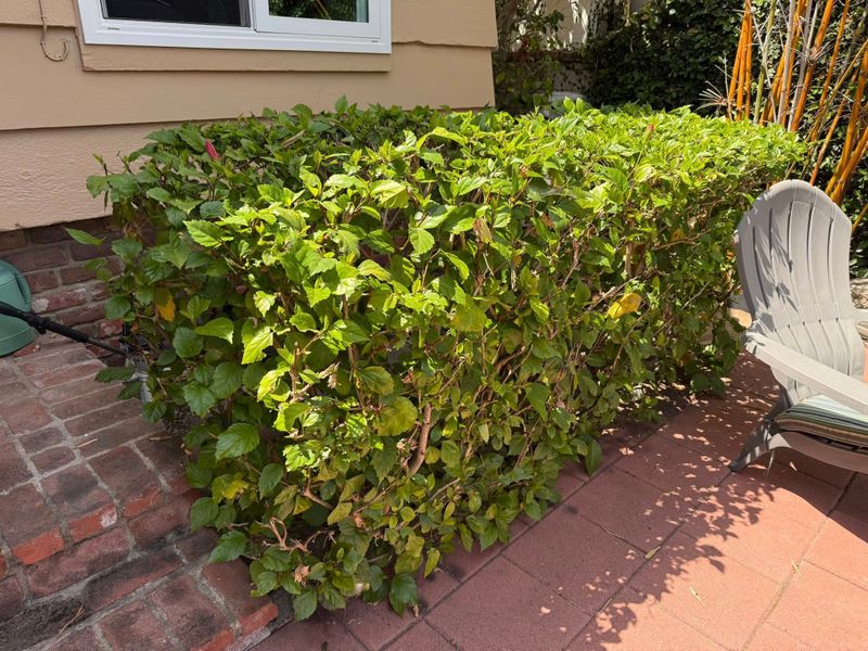 Tree & Shrub Care