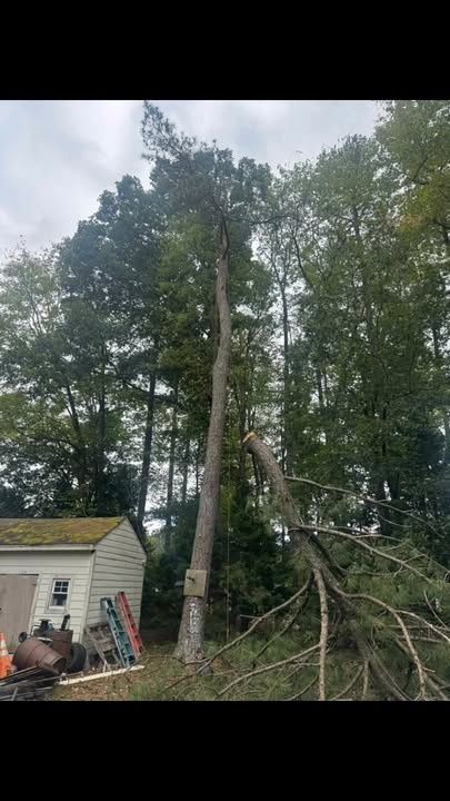 Tree Trimming