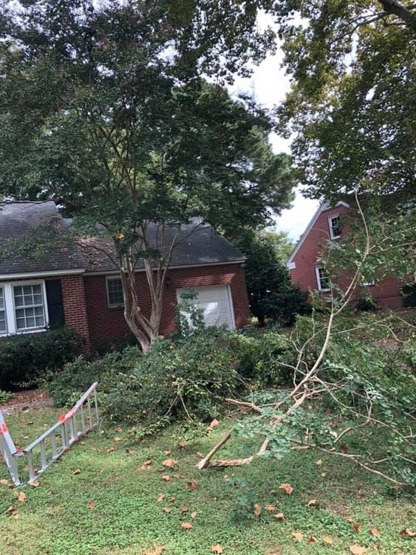 trimming shrubs/small trees