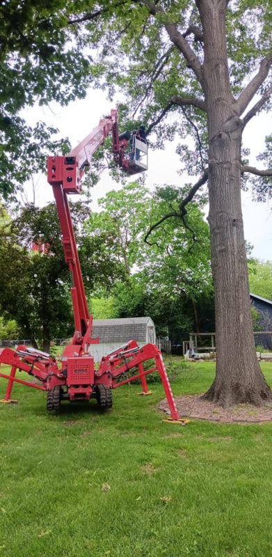 Tree Trimming