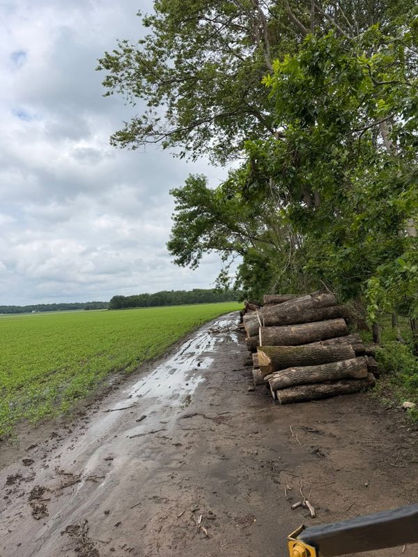 Timber Harvest