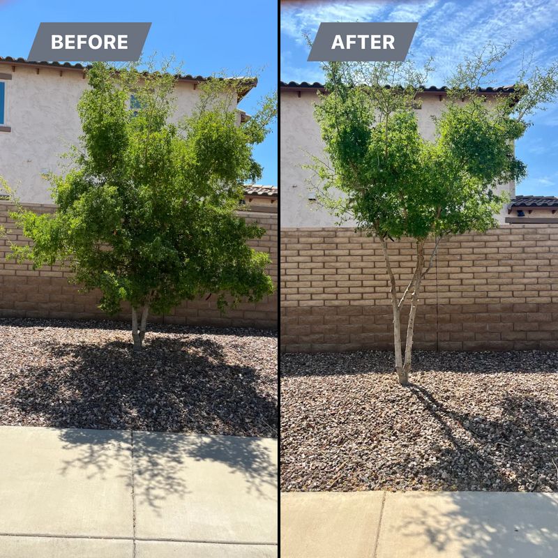 Tree & Shrub Care