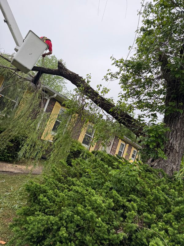 Tree Removal
