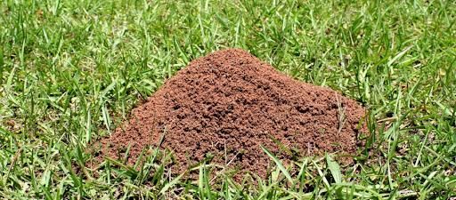 Fire Ant Control