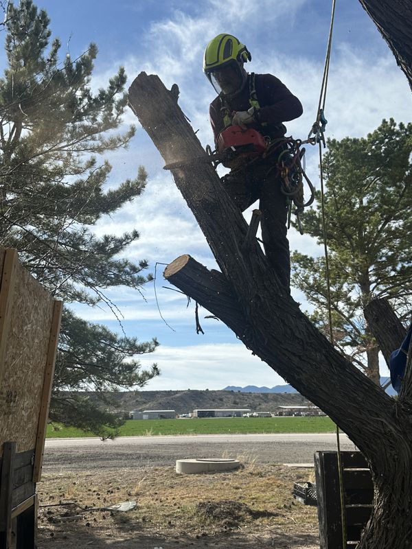 Tree Removal