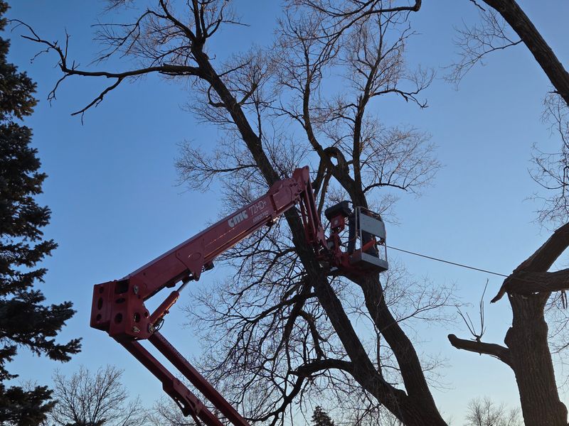 Tree Trimming