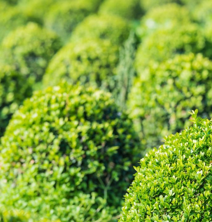 Landscaping 