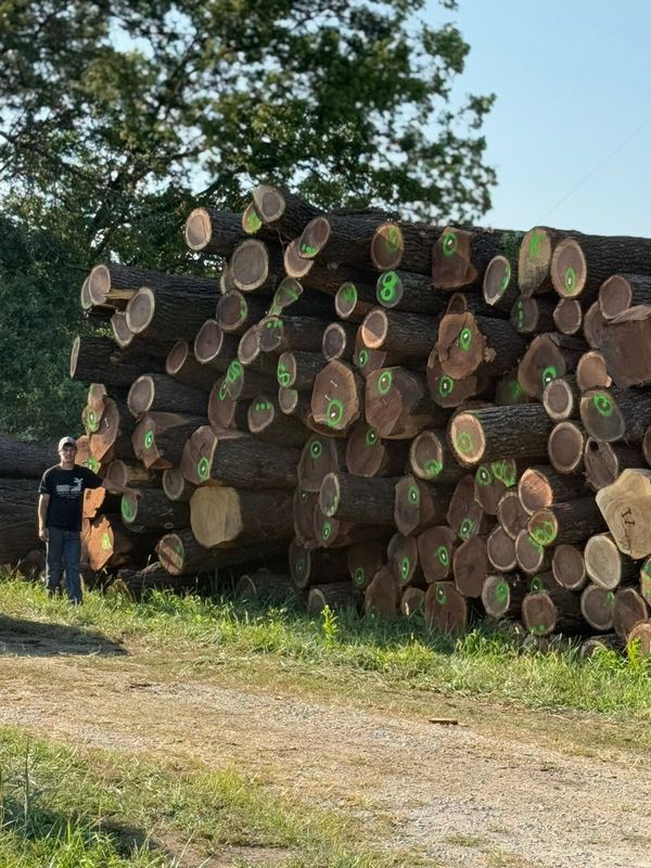 Timber Harvest