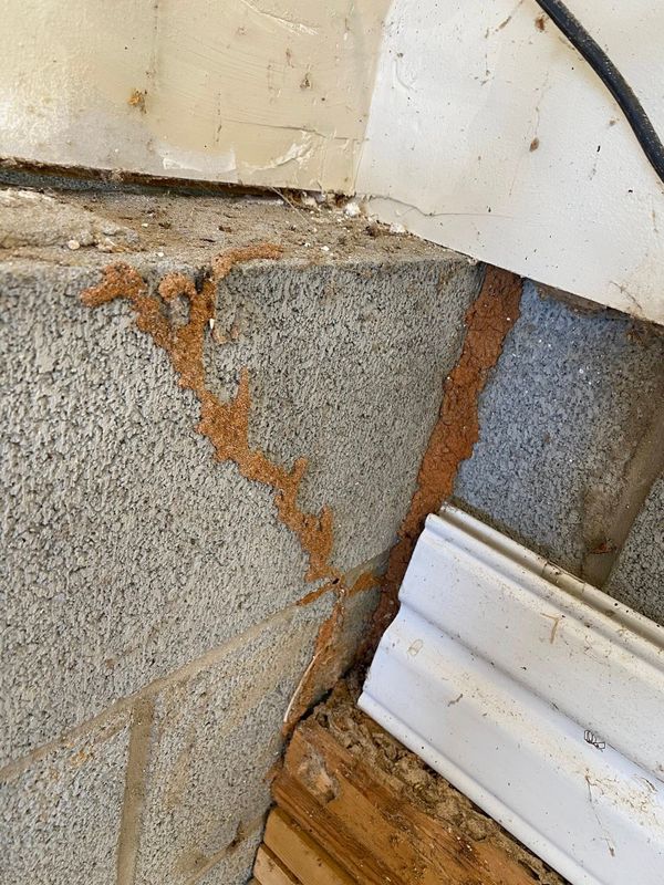 Termite Inspection & Treatment
