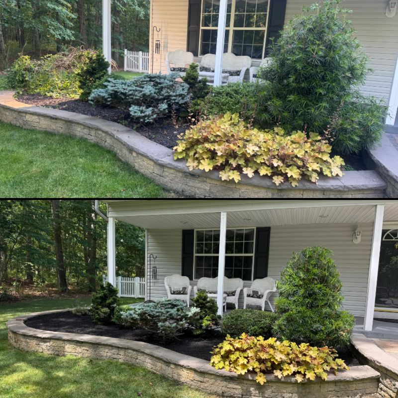 Tree & Shrub Care