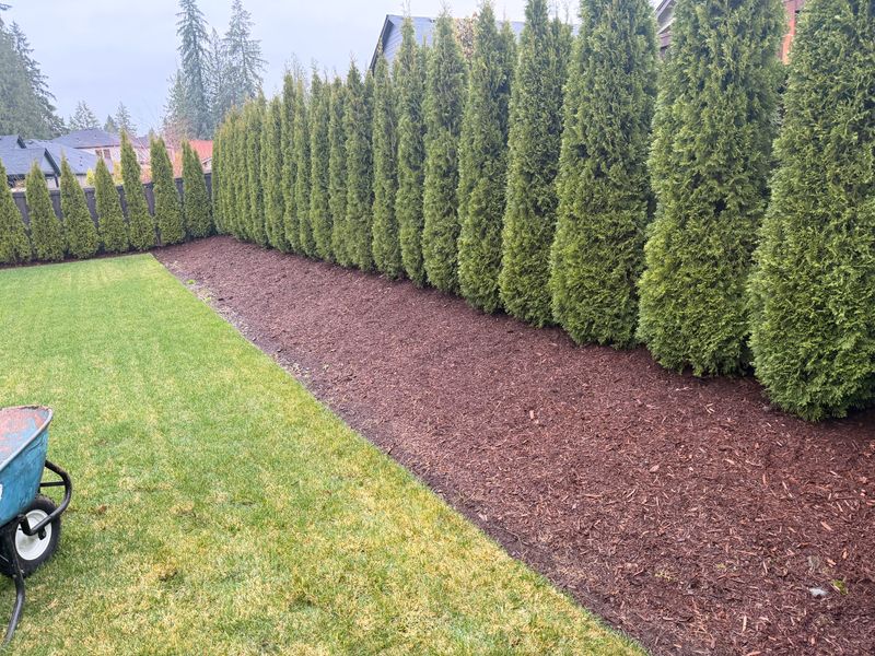 Shrub Trimming