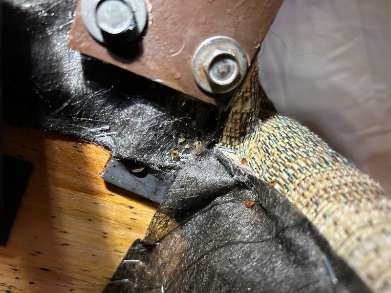 Termite Inspection & Treatment