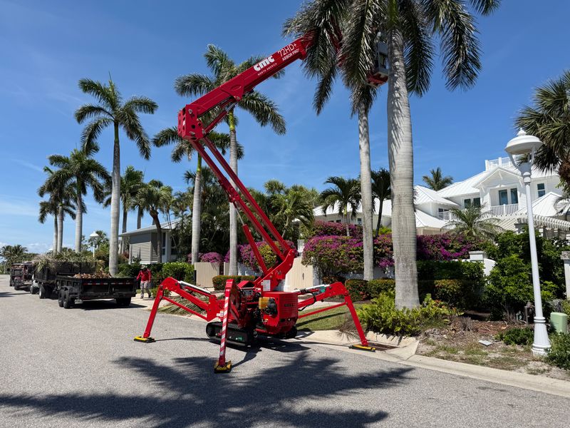 Tree Trimming