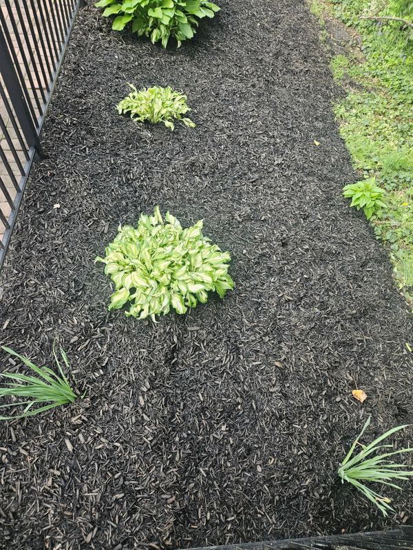 Plant & Shrub Installations