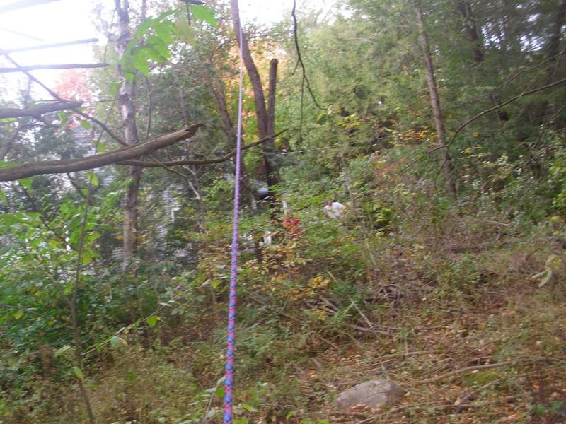 Hedge/Tree/Brush Cutting