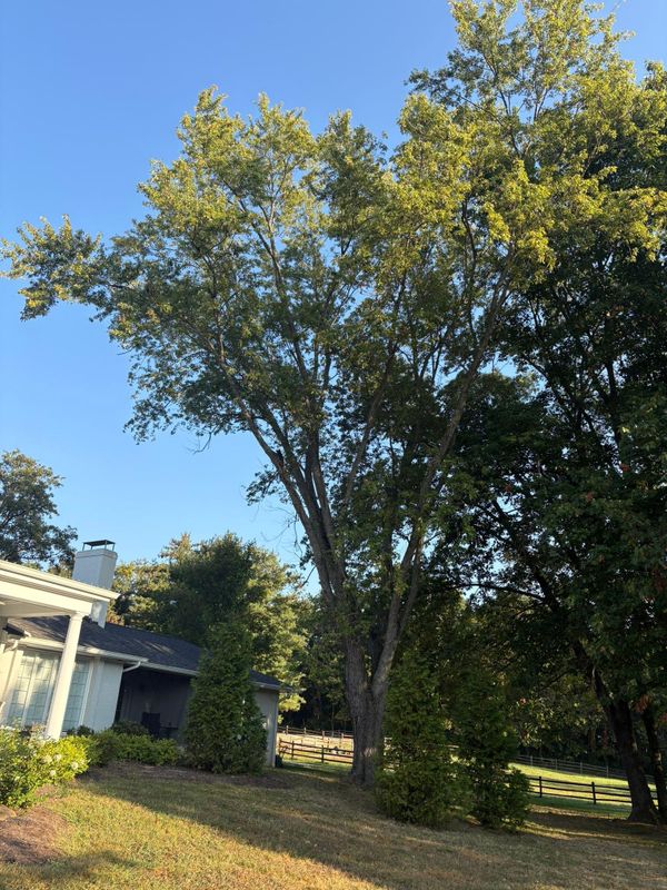 Tree Removal