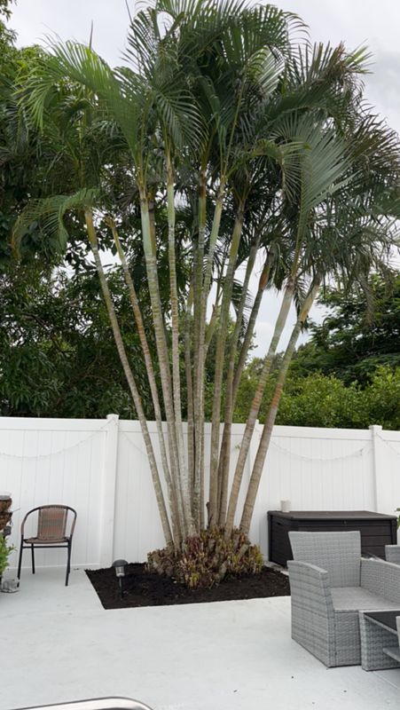 Tree Trimming