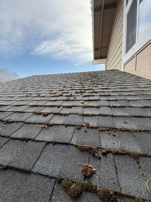 Moss Removal 